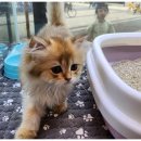 더도그맘