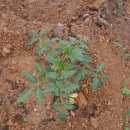 예담농장 이미지