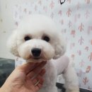 상콤 발랄 헬로퍼피 이미지