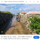 파도콘도형 민박 | 2025 4월 4일 ~ 5월 6일 가파도 청보리축제 후기, 특징, 인근맛집, 인기음식, 추천 숙박, 교통정보...