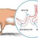 소사양곱대 이미지
