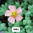 사랑초 스프링 환타 블러쉬아이래쉬 이미지