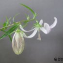 홍사초롱 이미지