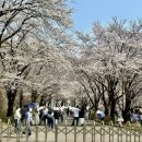 씨유 파주오산리점 | 파주 오산리기도원 벚꽃 목련 명소
