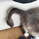 금천24시 K동물의료센터 | 금천 24시 K동물의료센터ㅣ금천구 동물병원, 고양이 꼬리 처짐 원인, 알약 먹이기