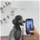살롱아리 이미지
