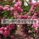 함안 장미를찾는사람들 안젤라가 예쁜 장미카페 이번주 여기어때???