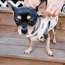 플레이하운드 이미지