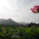 원불교 연꽃방죽 이미지