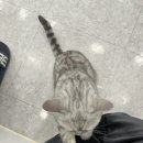 야옹아 놀자 경주점 이미지