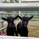 농업회사법인 더 팸팜 이미지