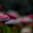 보니봉봉 - 용인시 기흥구 | 보니봉봉