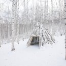 원대리 자작나무숲 이미지