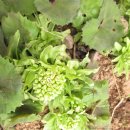 야생화편지 이미지