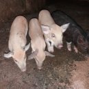 정태농장 이미지