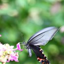 안정초등학교 이미지