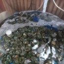 낙원전복 이미지