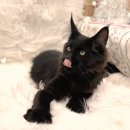 몽글몽글 이미지