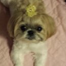 천재소녀 쿠키 (예전 보리) 오랜만에 인사드려요 이미지