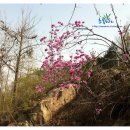 산에는꽃이피네 이미지