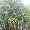 향기나무 이미지