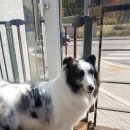 보드레도그 이미지