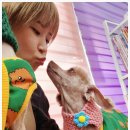 삐삐 펫살롱 이미지