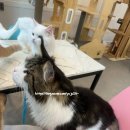 냥떼목장 이미지