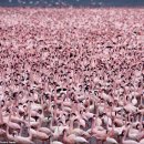 플라밍고 이미지