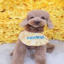 미미펫 그루밍 샵 이미지