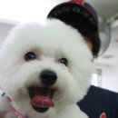 슈슈 이미지