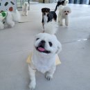 슬기로운 댕댕 유치원 이미지