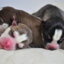 서울88동물의료원 이미지