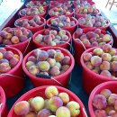 지인농장 이미지