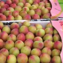 장사농장 이미지