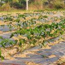 태양팜스 이미지