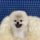 휴펫살롱 | 서면애견미용/전포동애견미용/부산애견미용 , 포메라니안 베넷미용