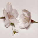 행복포차 | 이태원맛집 골목집 박가왕포차 행복후기