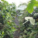 연강나룻길 C코스 이미지