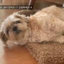 해맑음농장 | 해남절임배추 도착했어요~김장을 해볼까 해요~!! 해남절임배추 배송후기