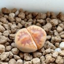 양동목욕탕 이미지