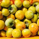 현천농장 이미지