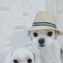 아라펫살롱 이미지