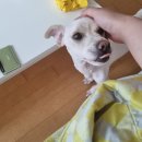 세인트존스 동물병원 이미지