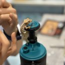 전남야생동물구조관리센터 | 전남 나주 도마뱀 체험 분양 카페｜빛가람동 게코빈 도마뱀 키우기 초보자 가이드