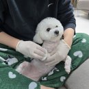 동물에 반하다 동물병원 | 치과의사가 비수면으로 강아지스케일링 해본 후기