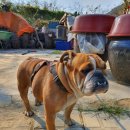 영소 농장 이미지