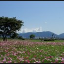 코스모스공원 이미지