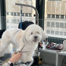 삼성애견 이미지