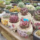 억대농장 이미지